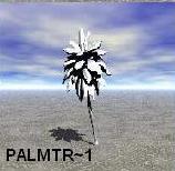 PALMTR1