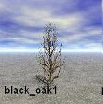 black_oak1