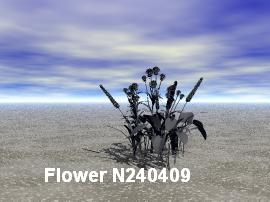 Flower_N240409