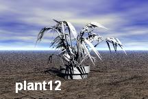 plant12